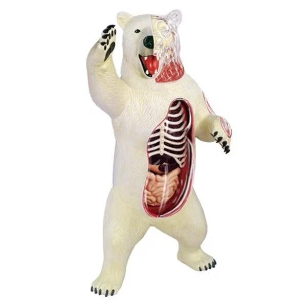 Tedco Toys 26097 4D Vision Polar Bear Anatomy Model, Tedco Toys, Mfr#: 26097